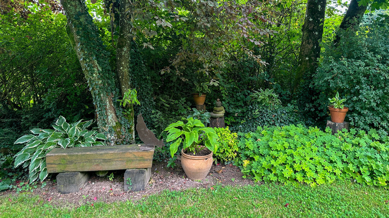 A shady back garden with a wooden bench, ground covers and numerous plants in pots