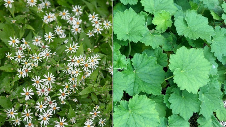 Split image showing white wood aster on the left and the leaves of hairy alumroot on the right