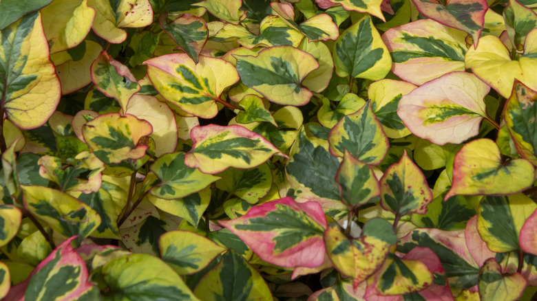 Closeup of the variegated foliage of a chameleon plant