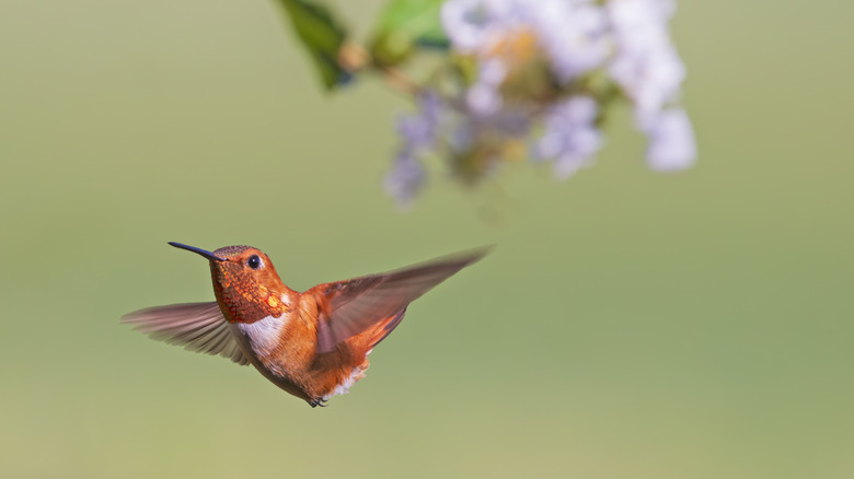 flying male rufous hummingbird