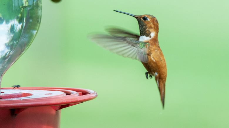 rufous hummingbird at feeder