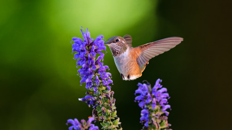 Rufous hummingbird drinking nectar