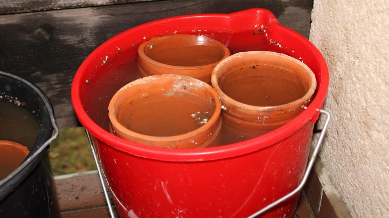 washing terracotta pots in bucket
