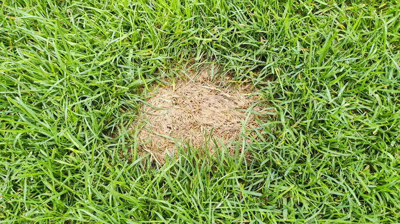 brown spot on the lawn