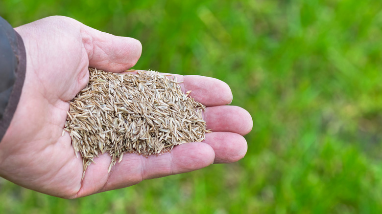 person holding grass seed