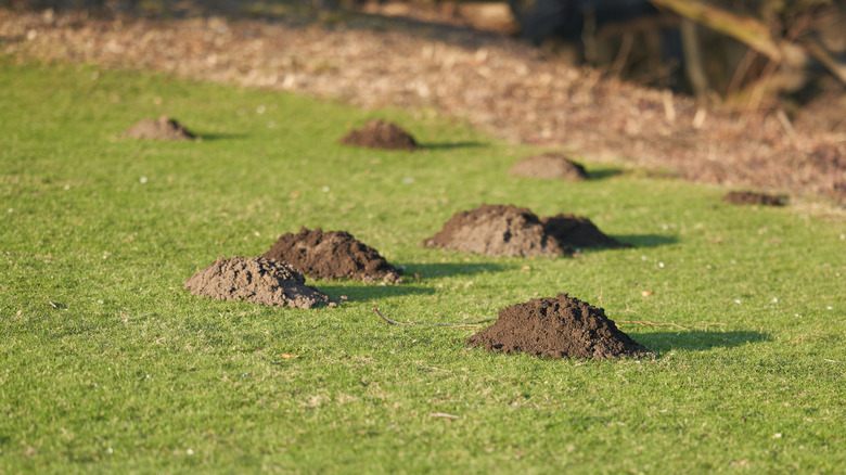 Mole hills on lawn