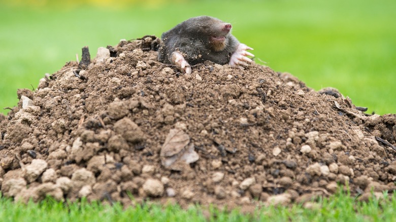 Mole crawling out of hill