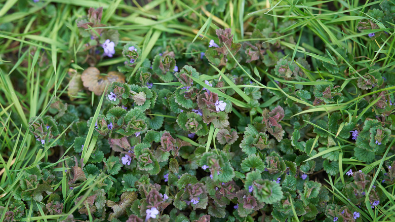 Ground ivy growing in grass