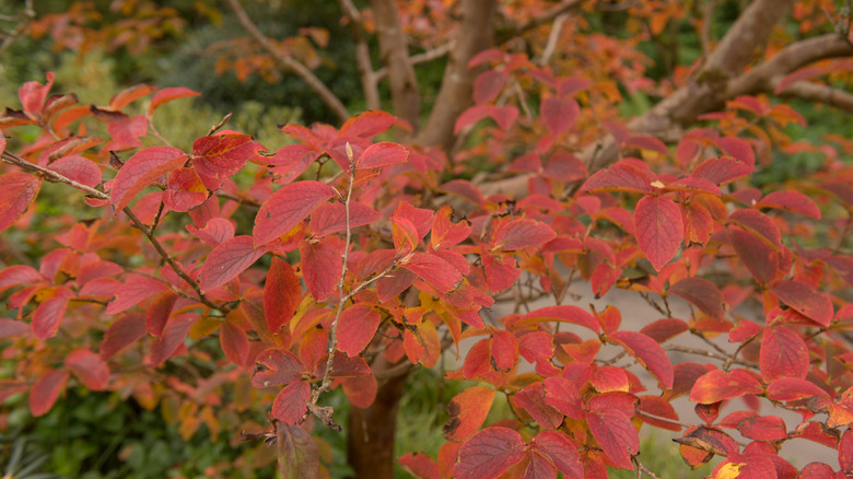 Colorful red leaves of Japanese stewartia tree