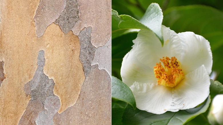 bark and flower of Japanese stewartia tree