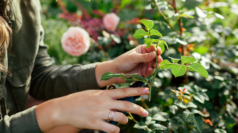 Person holding rose cutting 