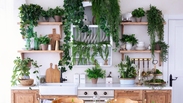 Kitchen with open shelving full of plants