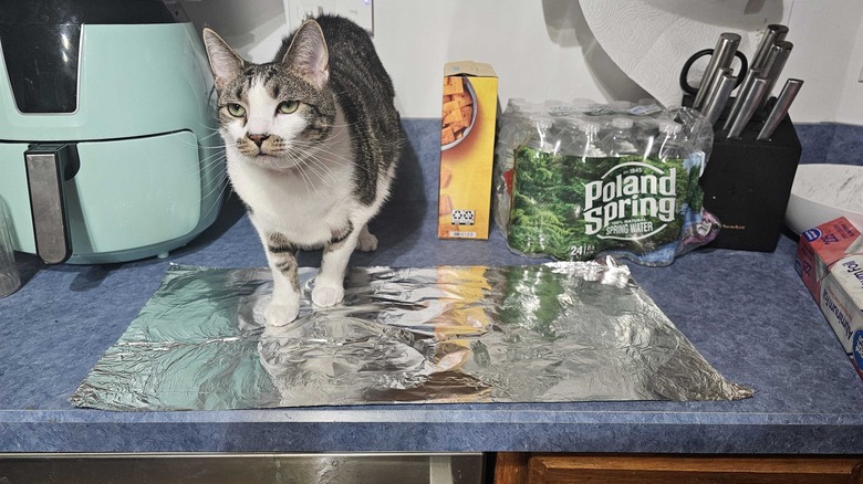 Striped cat on top of aluminum foil