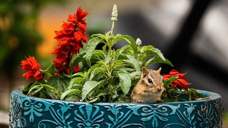 Chipmunk in flower pot