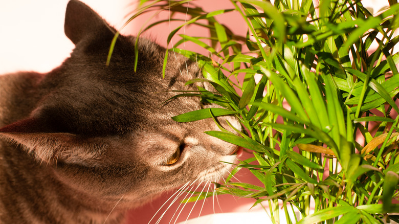 Cat eating houseplant