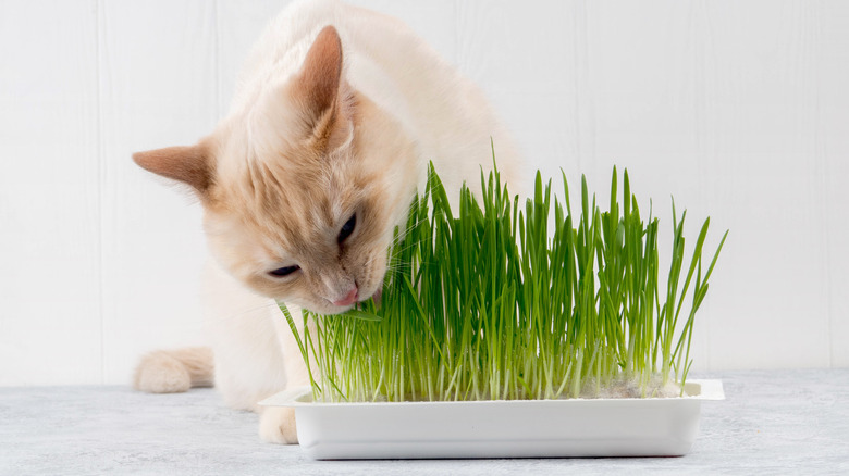 Cat eating cat grass