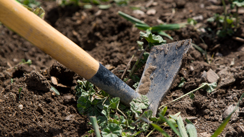 A close-up of a hoe being used on garden topsoil