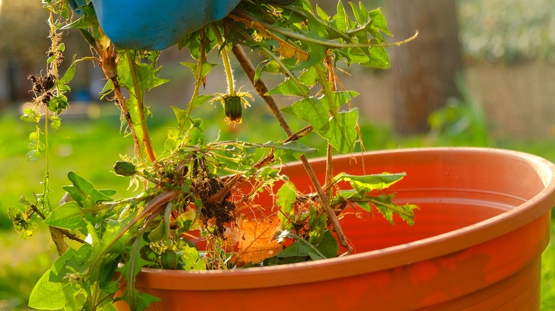 putting dandelion into a bucket