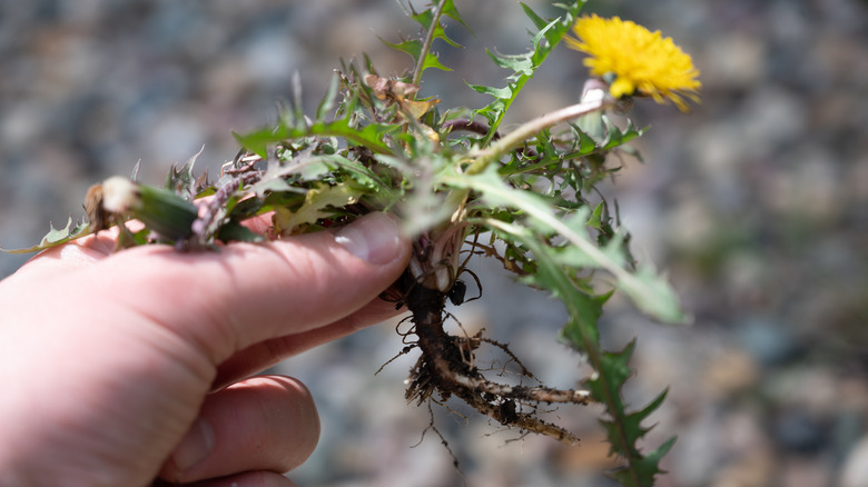 dandelion pulled out of ground