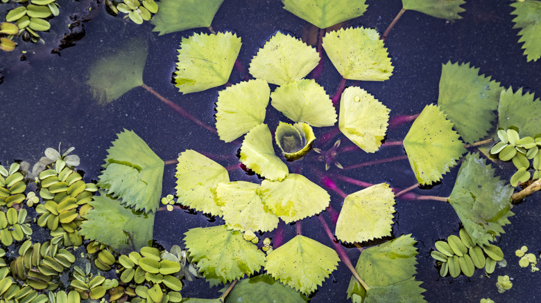 Close up of water chestnut in water