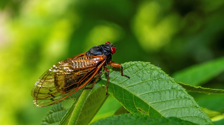 cicada on leaf