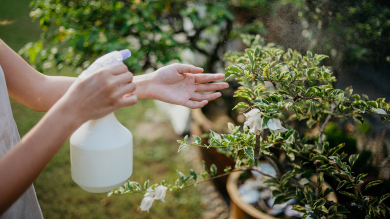 woman spraying plant garden