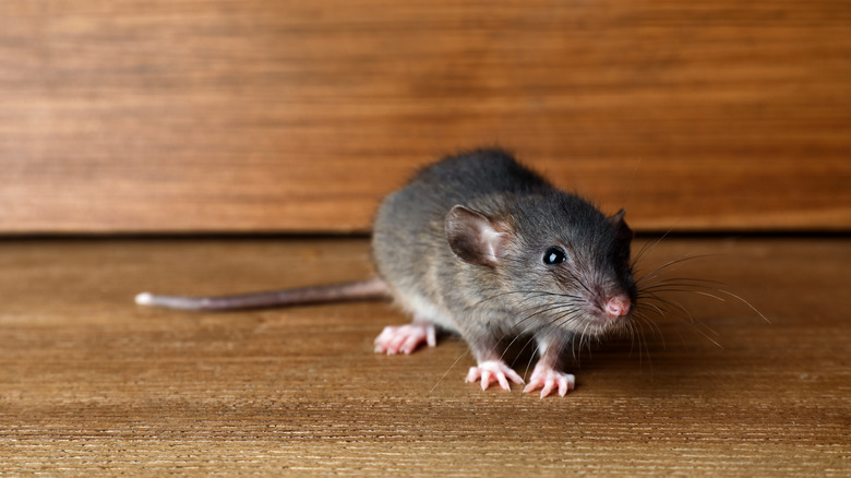 A rat on a wooden floor