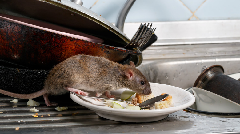 Rat on dirty dishes