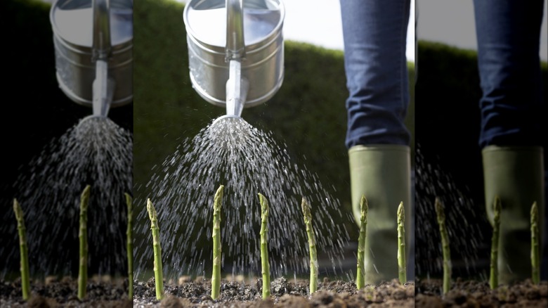 Person water asparagus plants with watering can