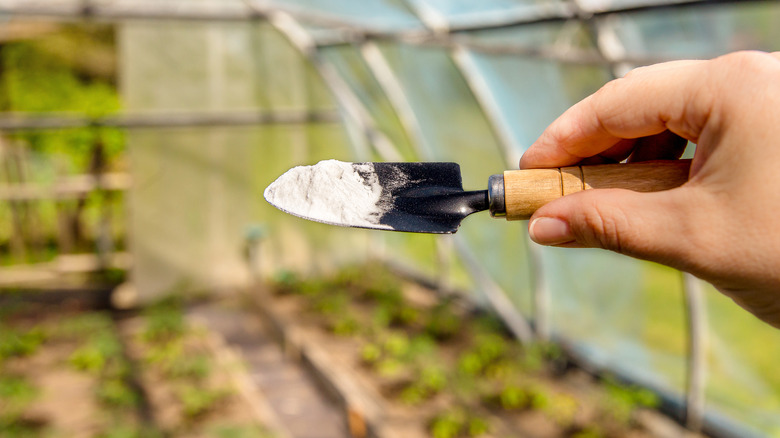 A person holding a scoop of baking soda on a trowel