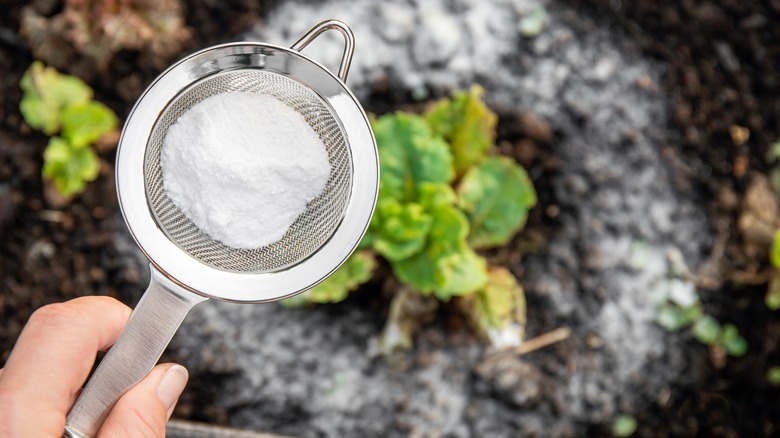 Sifter with baking soda over plant and soil