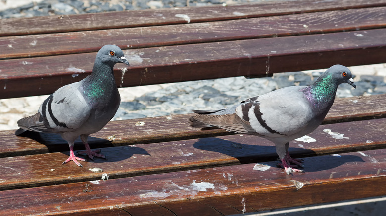 pigeons on wooden surface