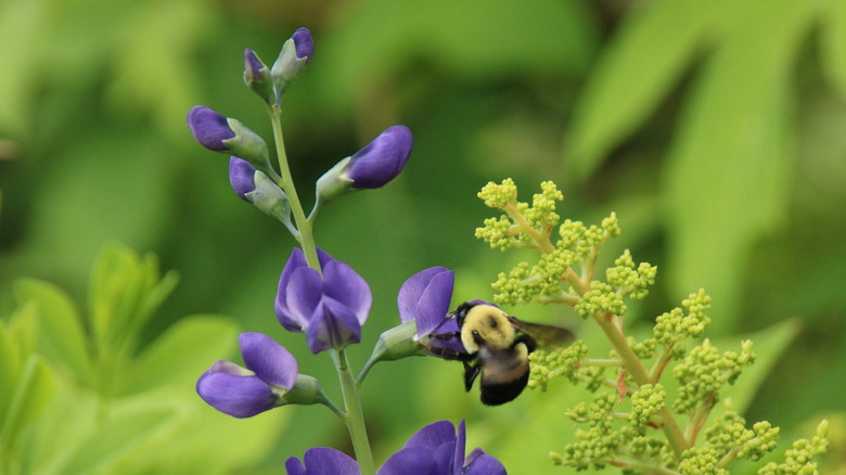 Bee landing on baptisia plant