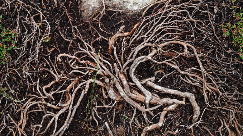 Thick, sprawling roots