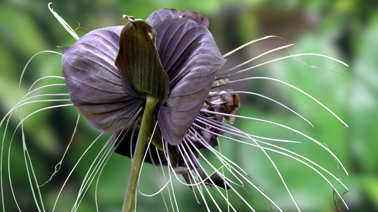 black bat flower