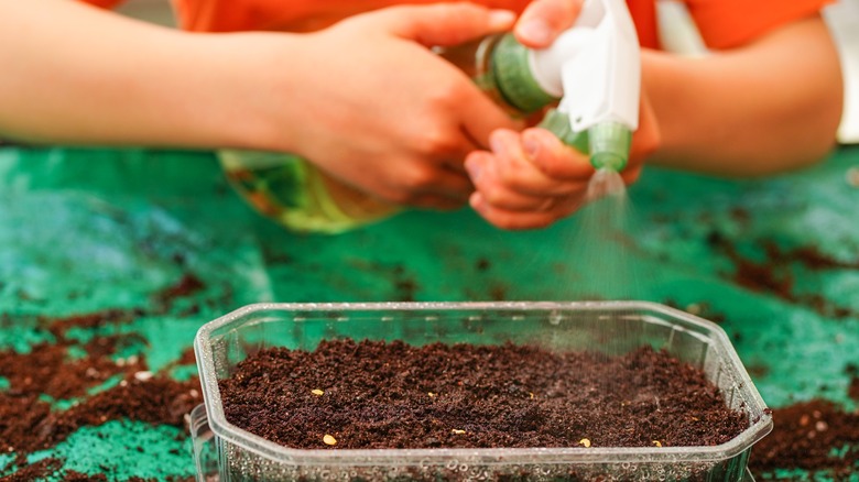 Misting seeds in a germination tray