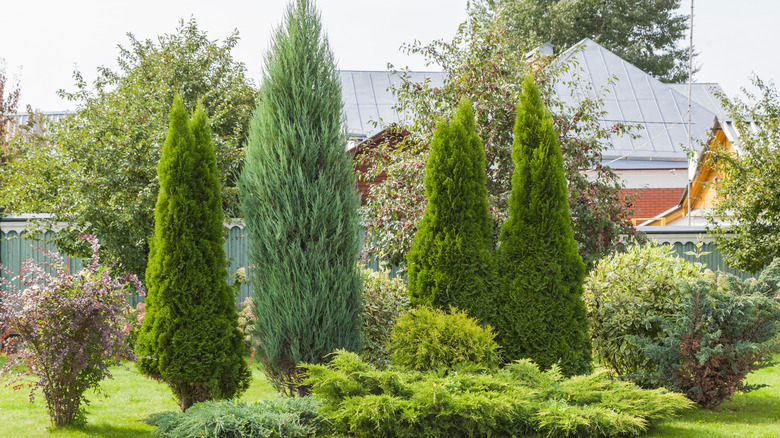 A yard planted with a range of different conifer trees