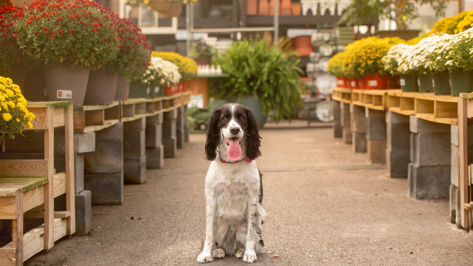 Are garden mums store poisonous to dogs