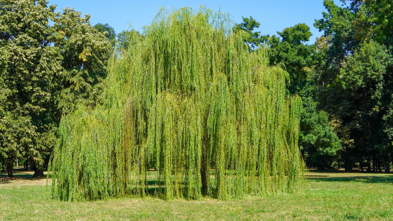 Weeping willow tree in a yard with hanging branches