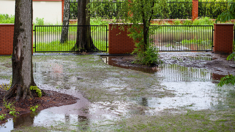 A muddy backyard with water pooling after rain