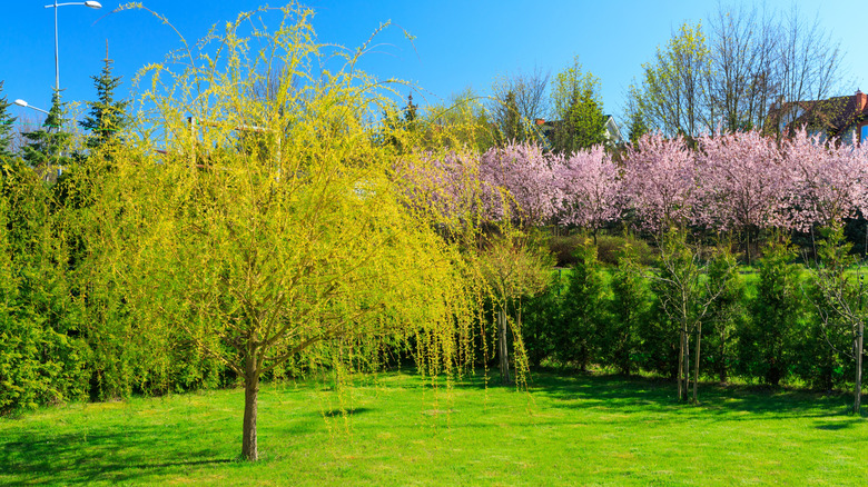 Young weeping willow tree in a backyard garden