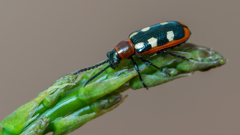 asparagus beetle on stalk 