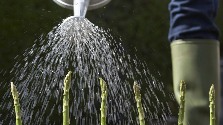 asparagus crops being watered 