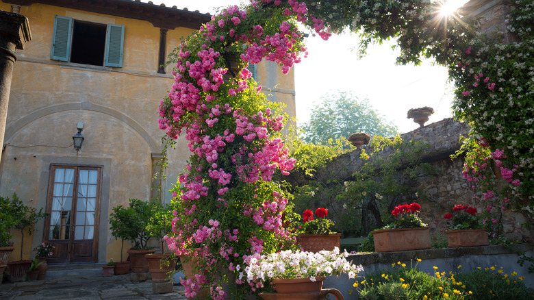 Mediterranean courtyard garden