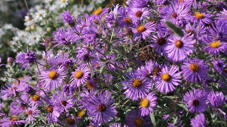 new england aster