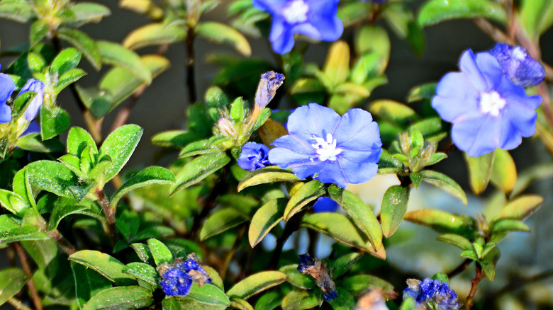 Beautiful 'Blue Daze' used as ground cover for the garden.