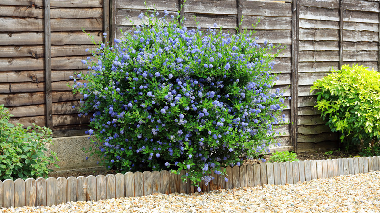 California lilac next to fence