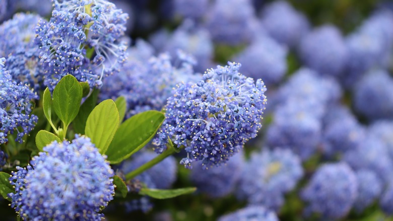 California lilac blooms up close