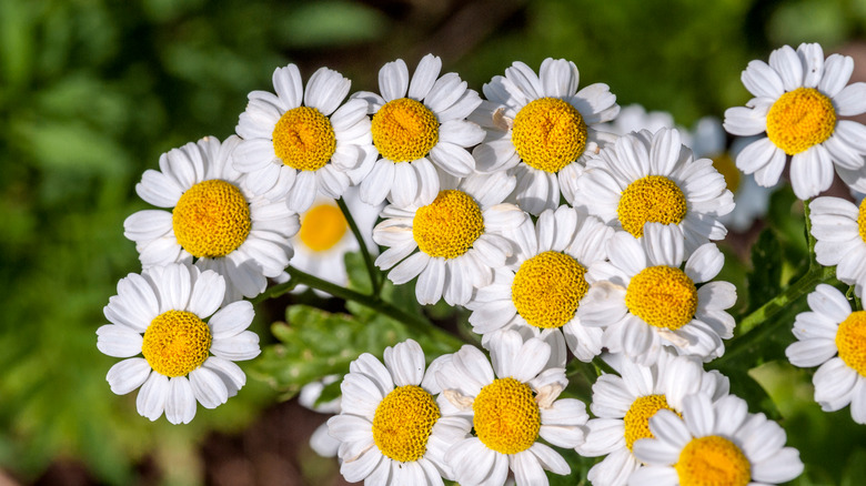 feverfew flowers in garden