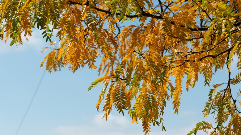 honey locust in autumn